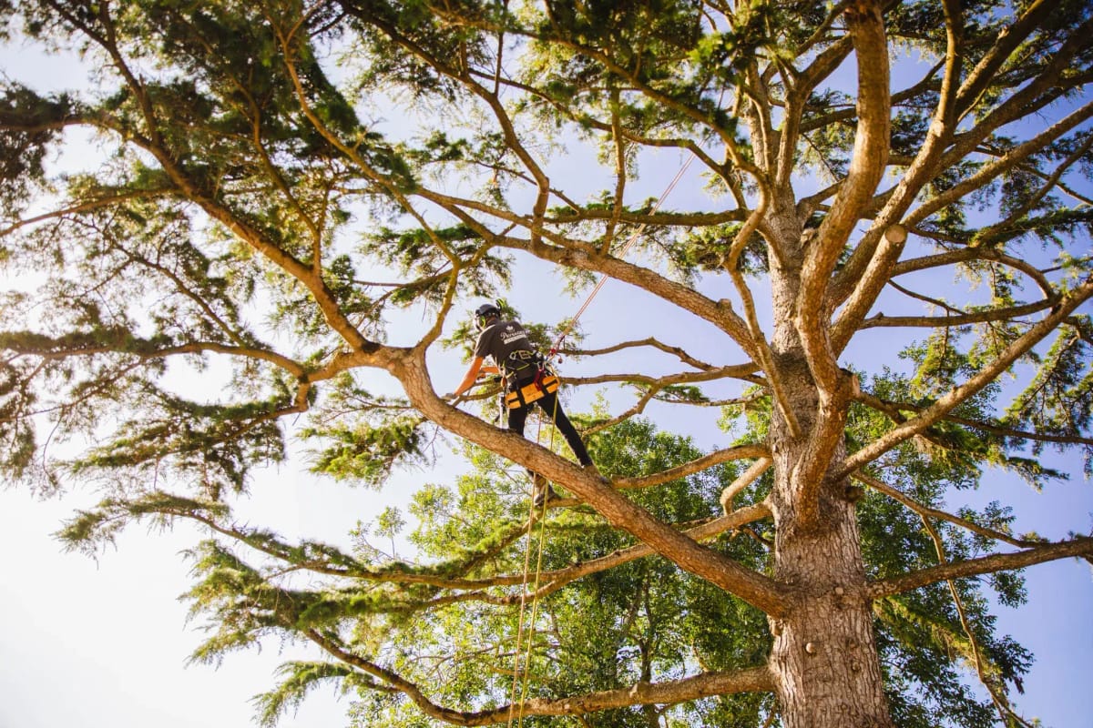 Élagueur encordé taillant un grand pin en hauteur
