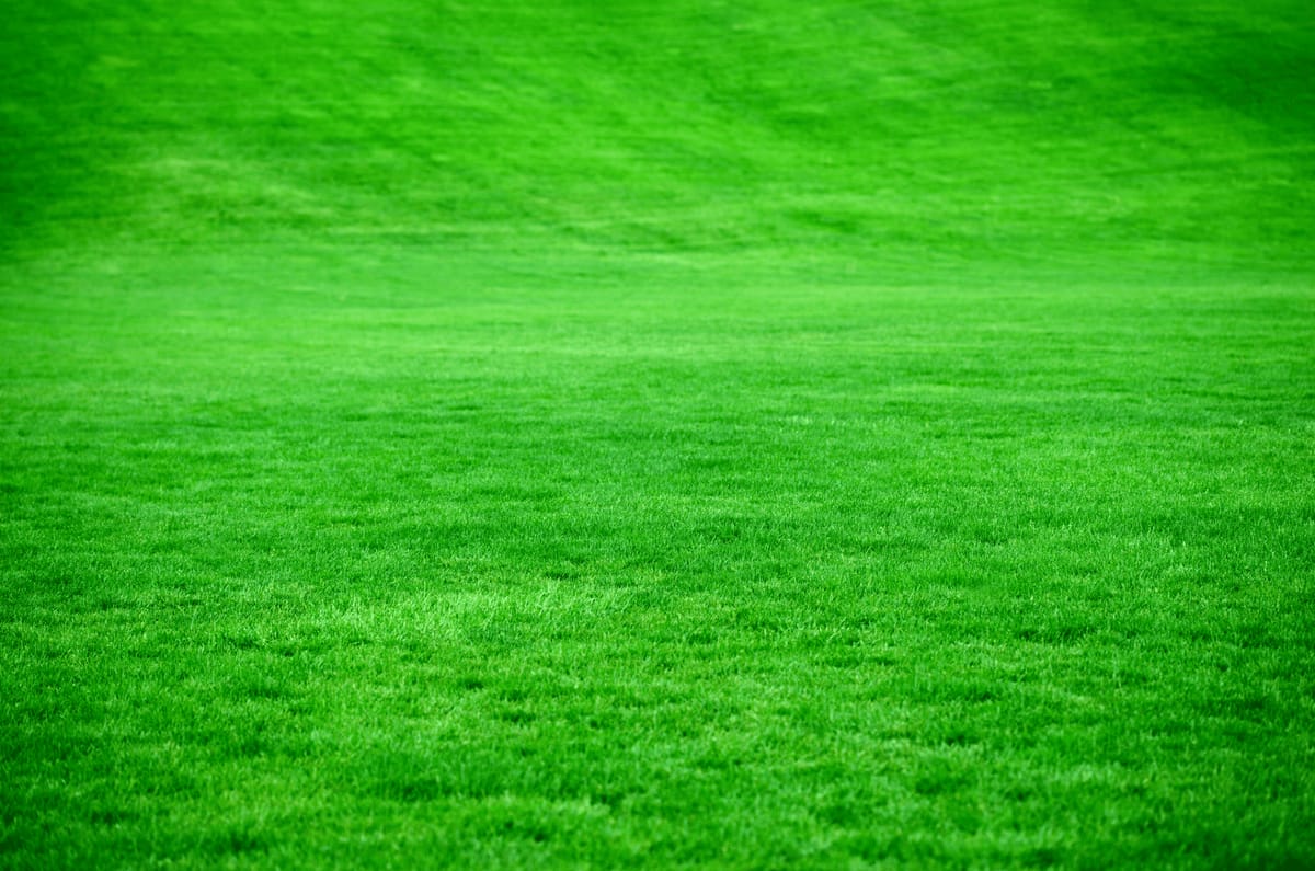 Pelouse dense et uniforme, fraîchement tondue