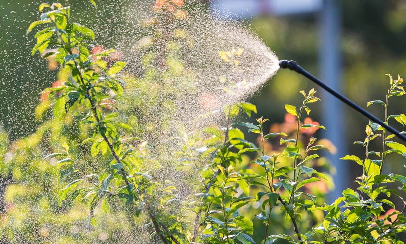 Pulvérisation de traitement sur de jeunes arbustes au jardin